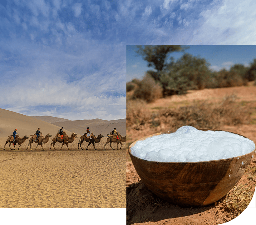 Camel Milk