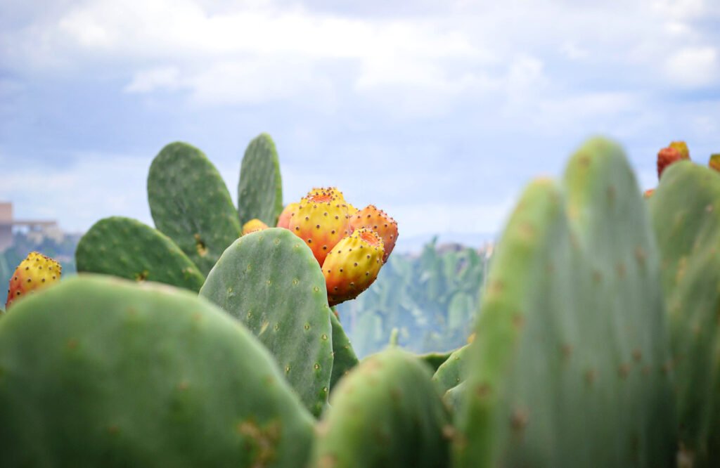 What Makes Prickly Pear So Powerful?